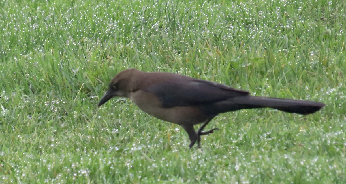 Great-tailed Grackle - ML628120150