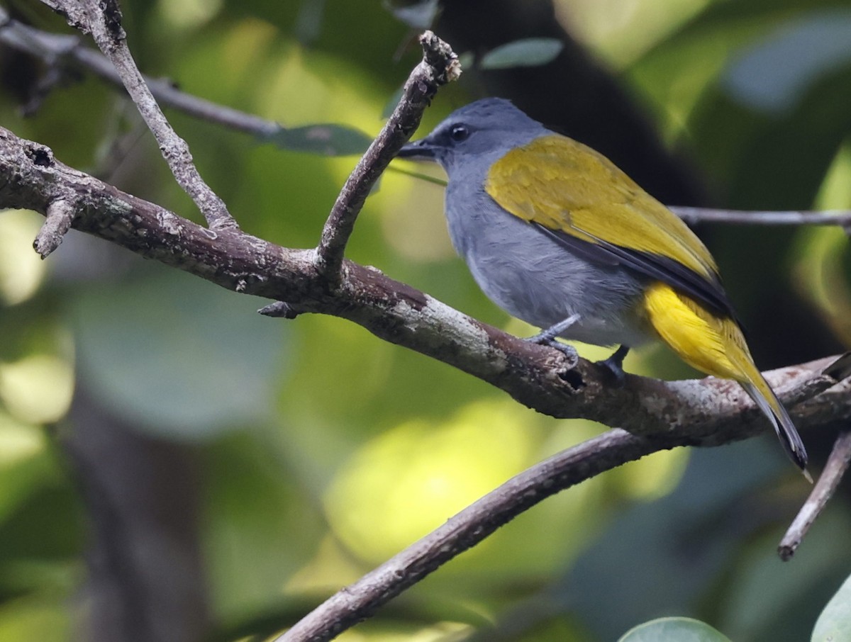 Gray-bellied Bulbul - ML628120195