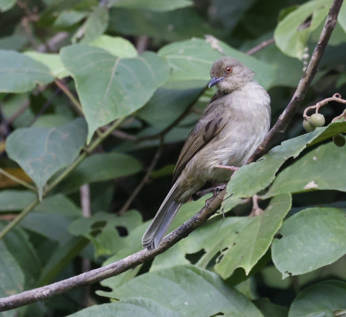 Red-eyed Bulbul - ML628120204