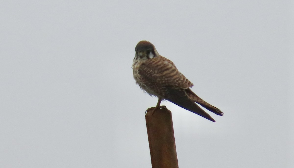 American Kestrel - ML628120218