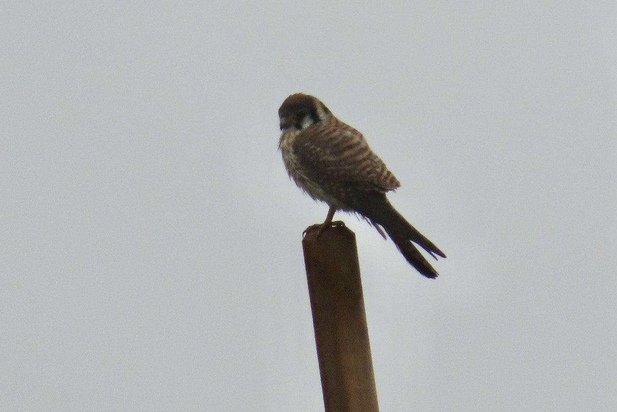 American Kestrel - ML628120219