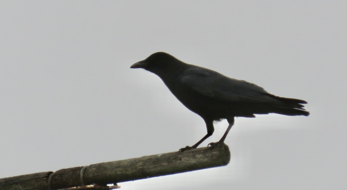 American Crow - ML628120220