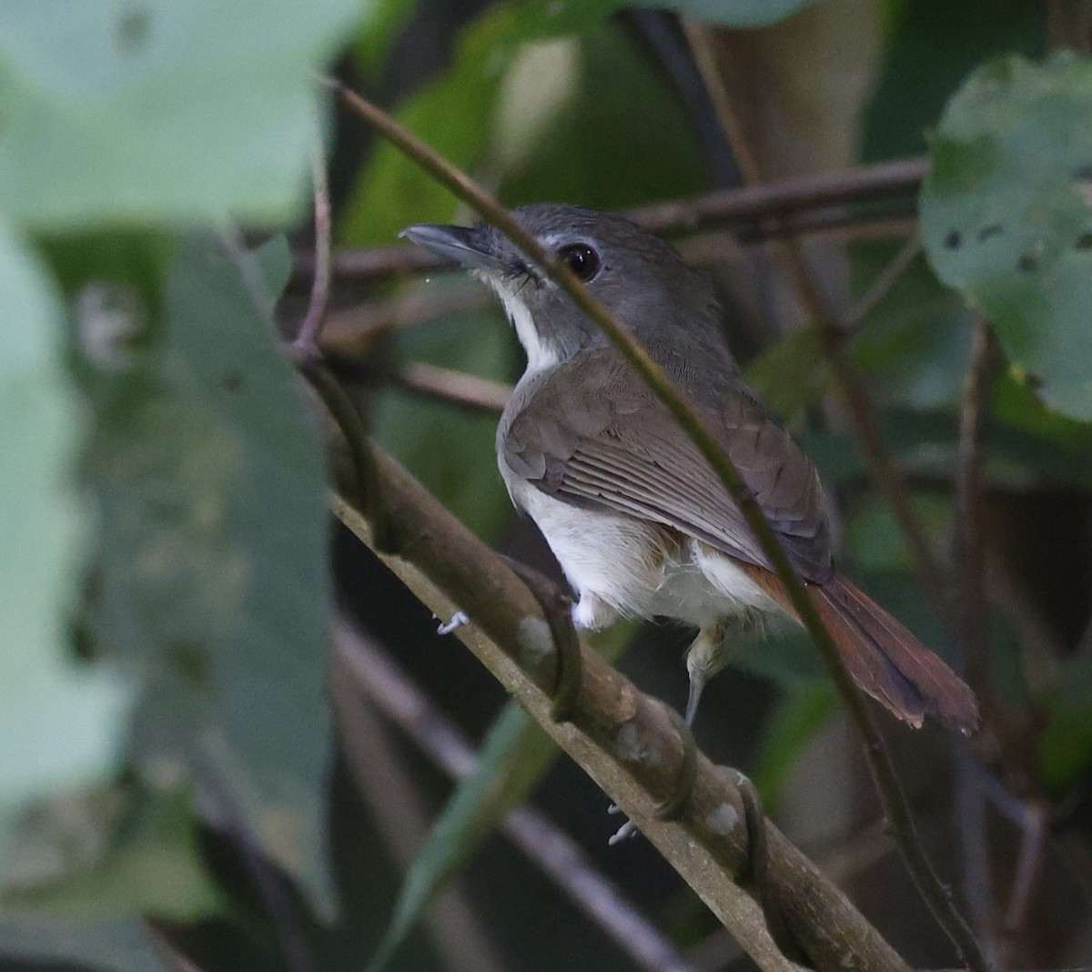 Moustached Babbler - ML628120250