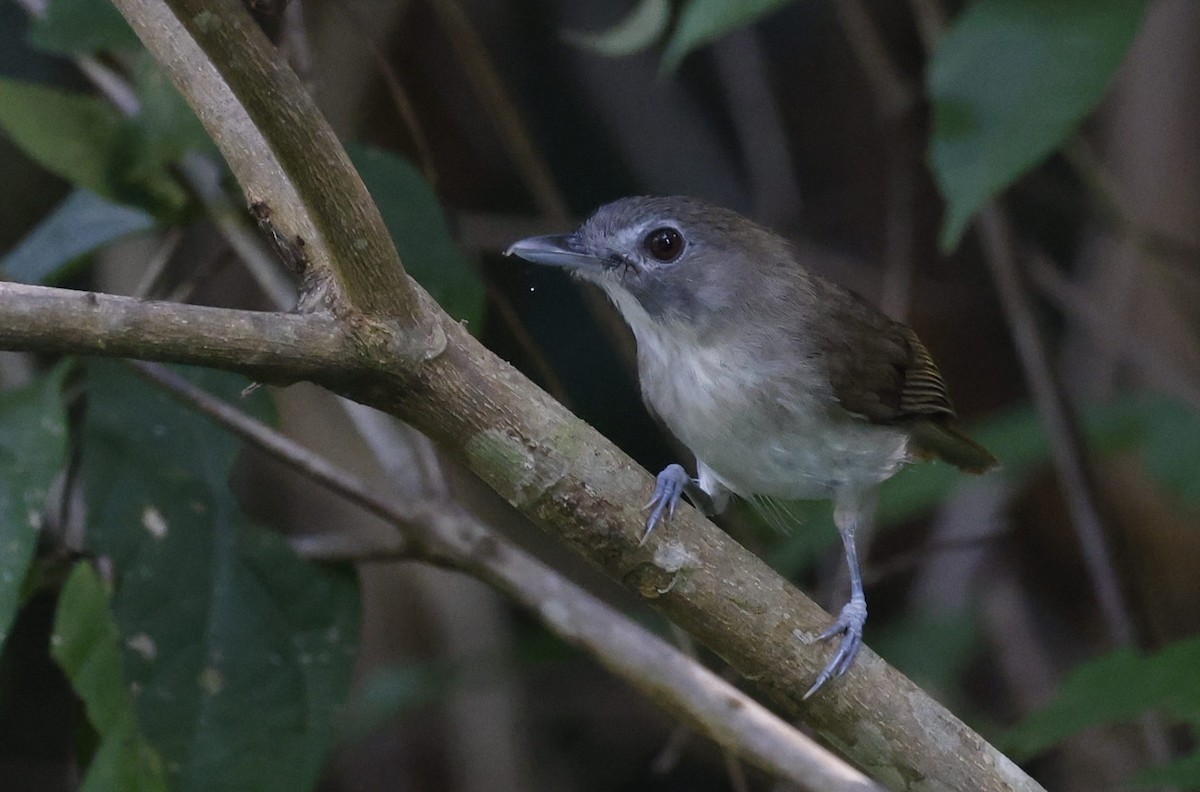 Moustached Babbler - ML628120251