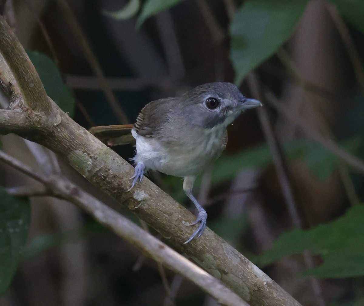 Moustached Babbler - ML628120253