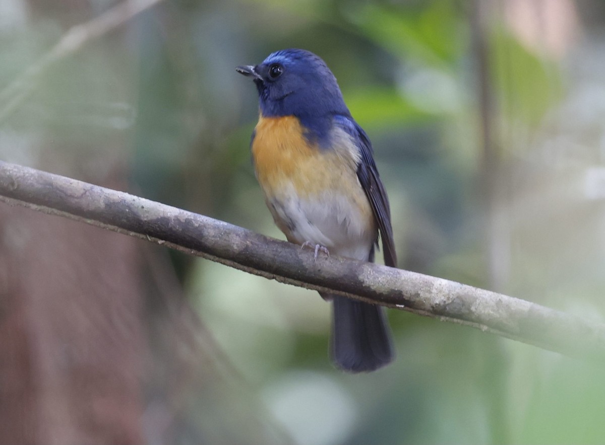 Chinese Blue Flycatcher - ML628120255