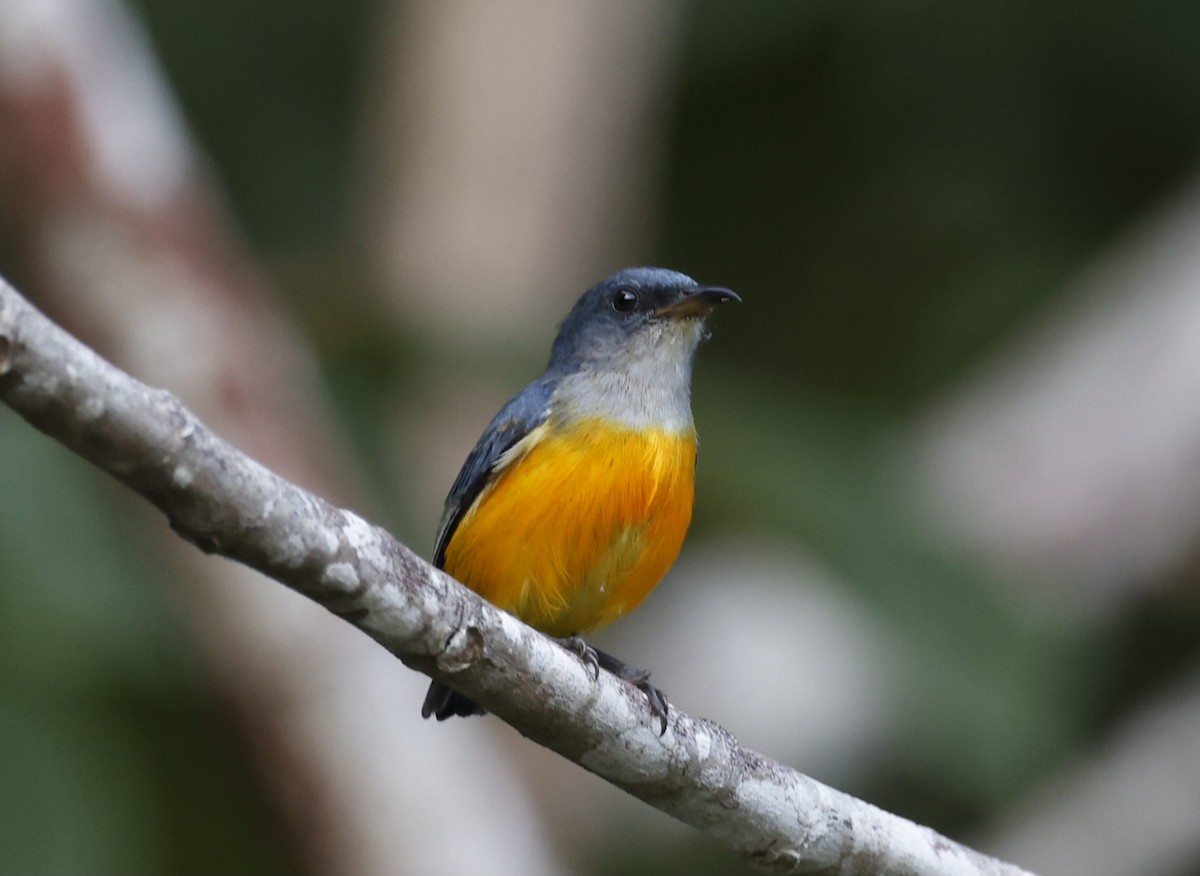 Orange-bellied Flowerpecker - ML628120258