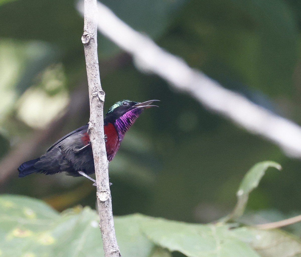 Van Hasselt's Sunbird - ML628120260