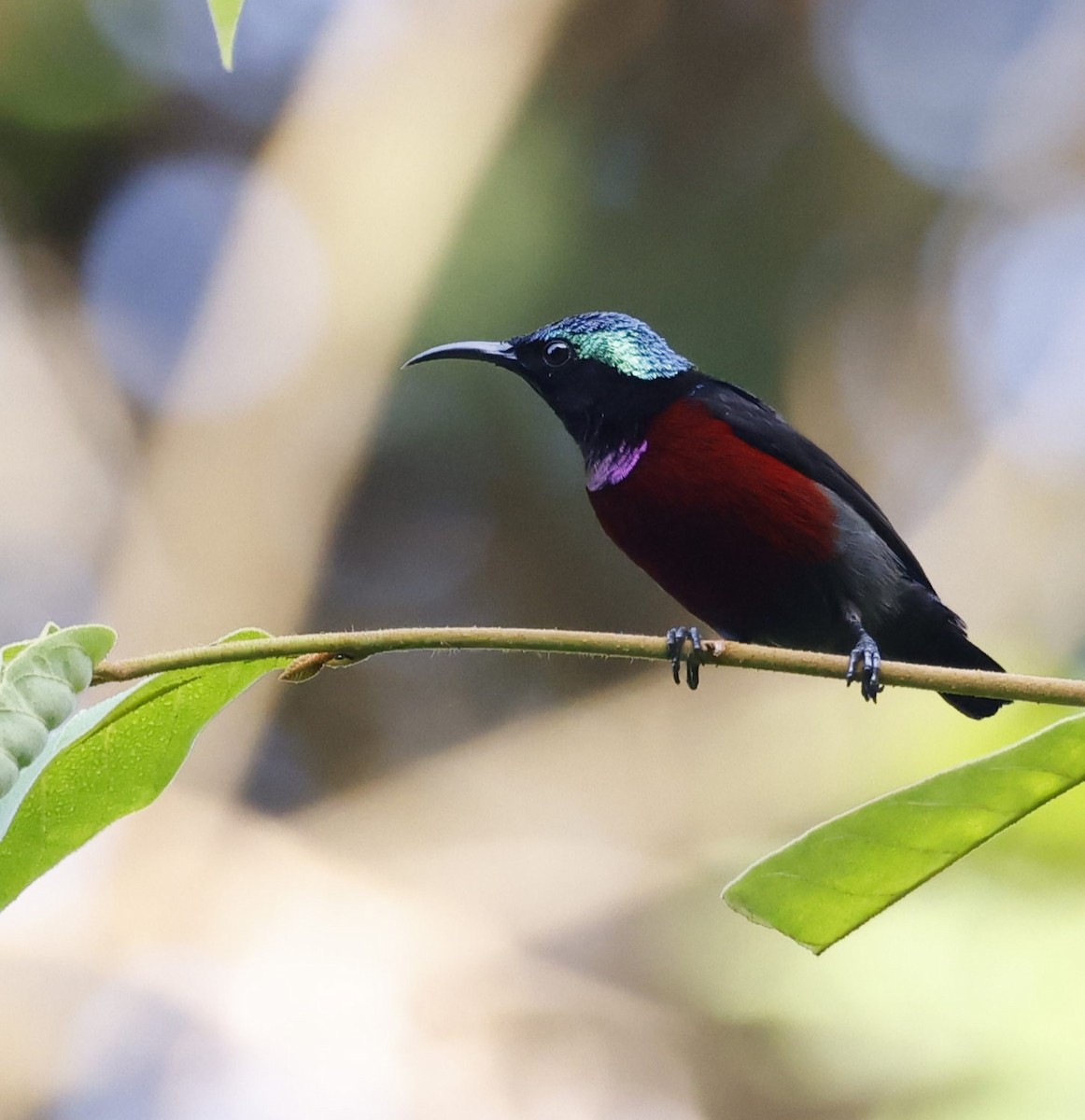 Van Hasselt's Sunbird - ML628120261