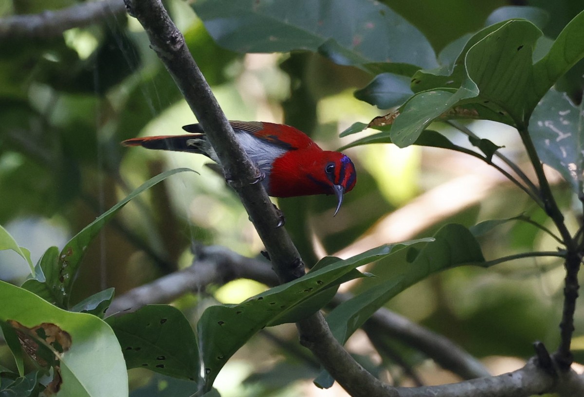 Temminck's Sunbird - ML628120270