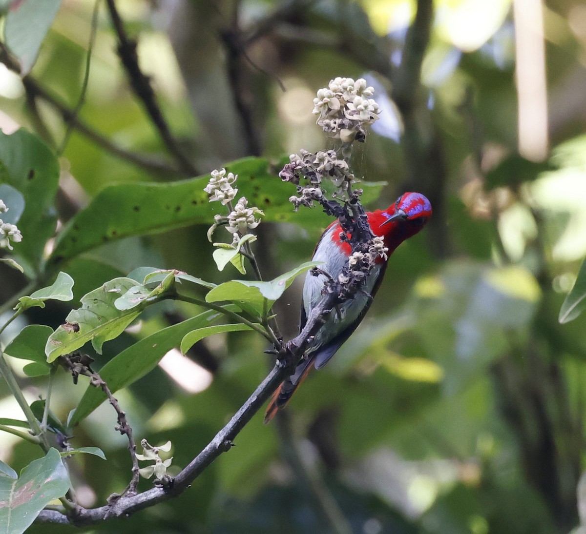 Temminck's Sunbird - ML628120271