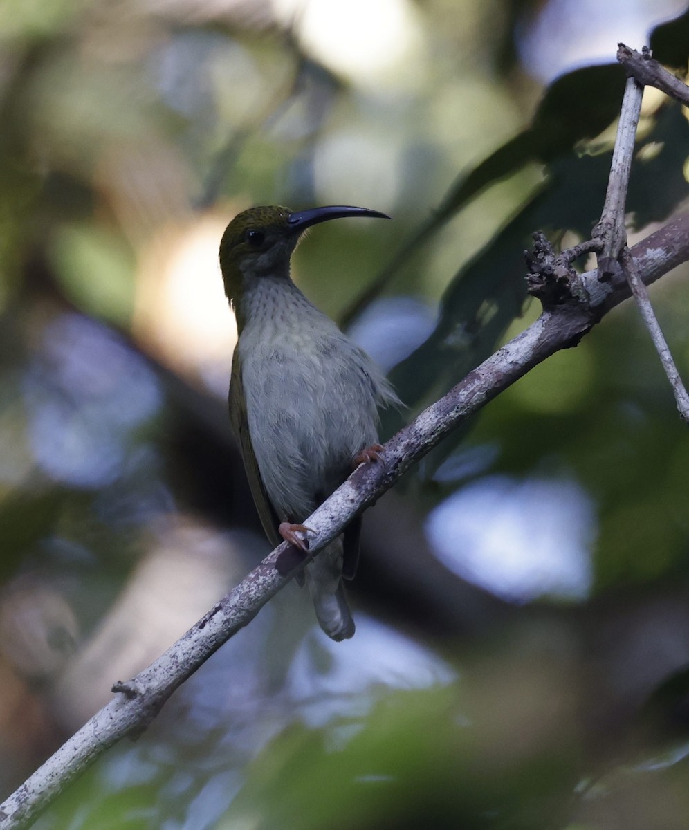 Gray-breasted Spiderhunter - ML628120284