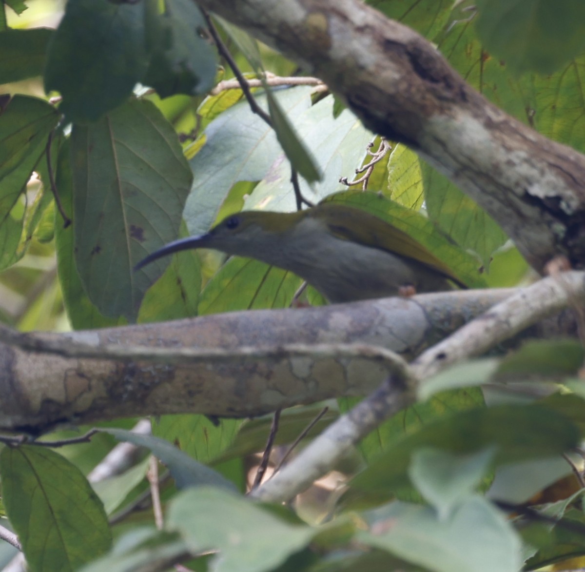 Gray-breasted Spiderhunter - ML628120285