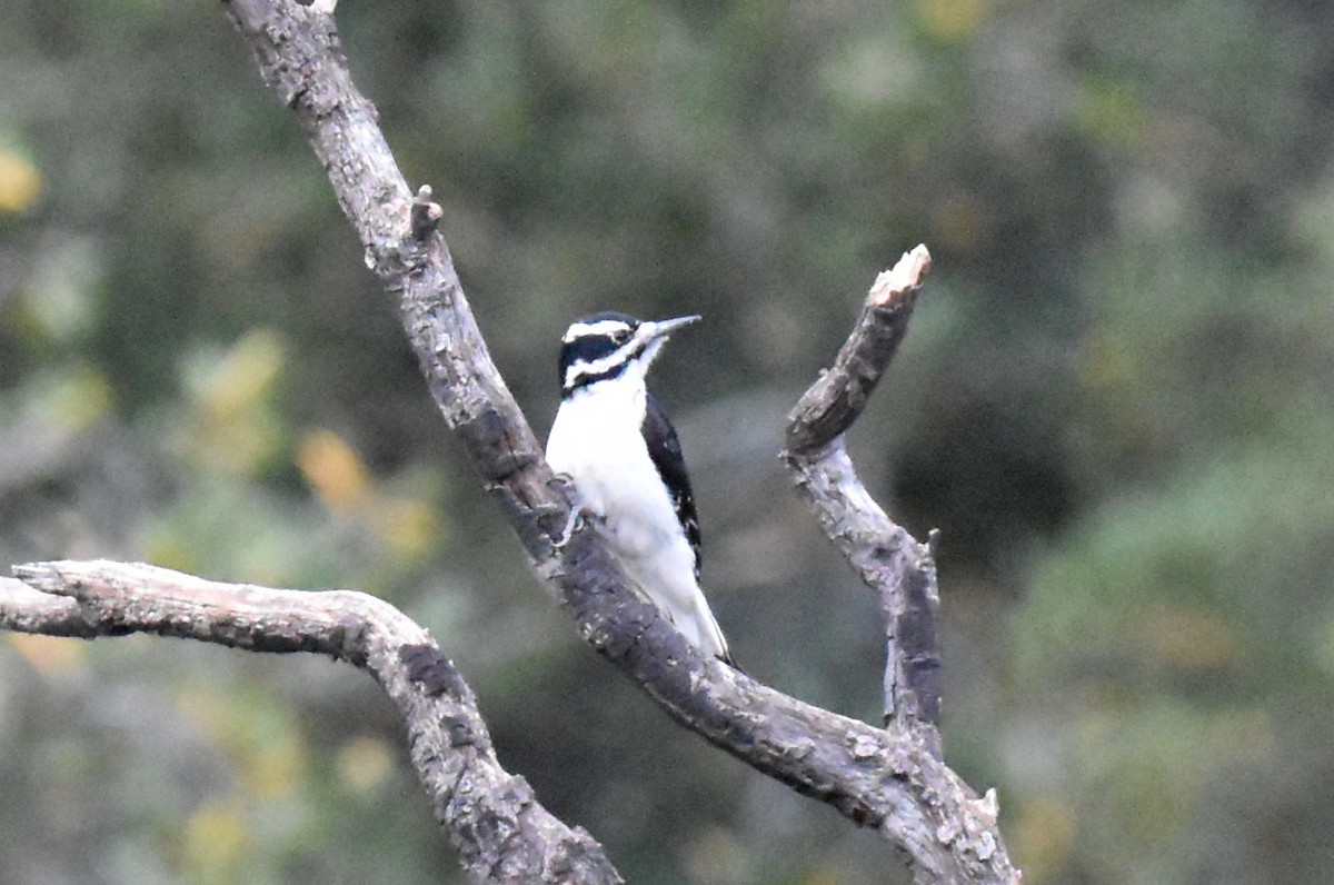 Hairy Woodpecker - ML628120337