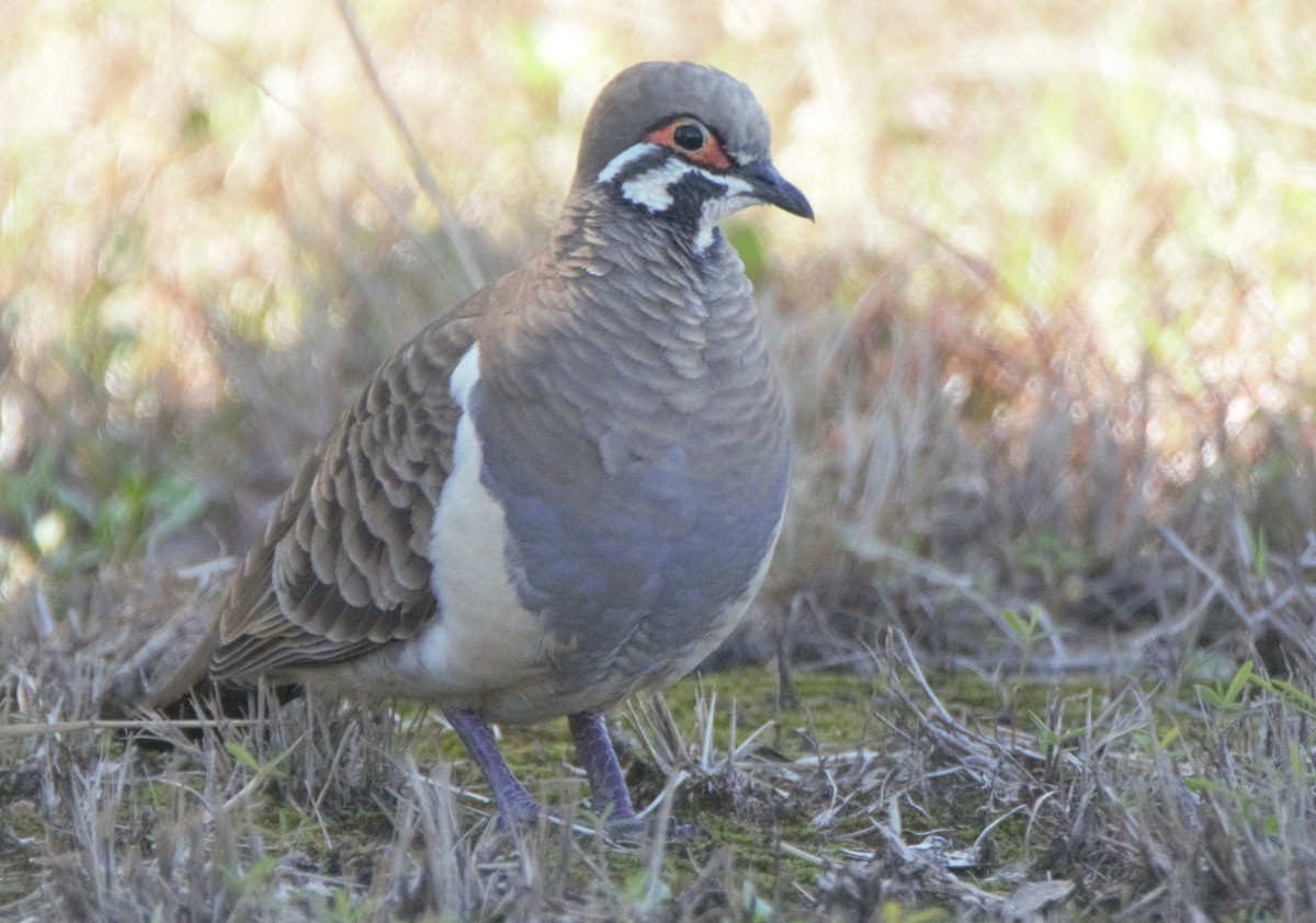 Squatter Pigeon - ML628120420