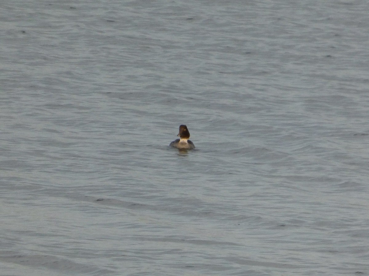 Common Goldeneye - ML628120514