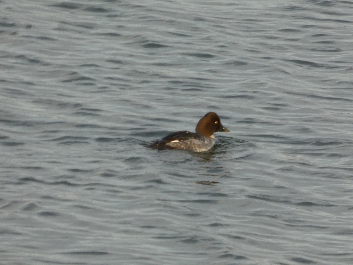Common Goldeneye - ML628120515
