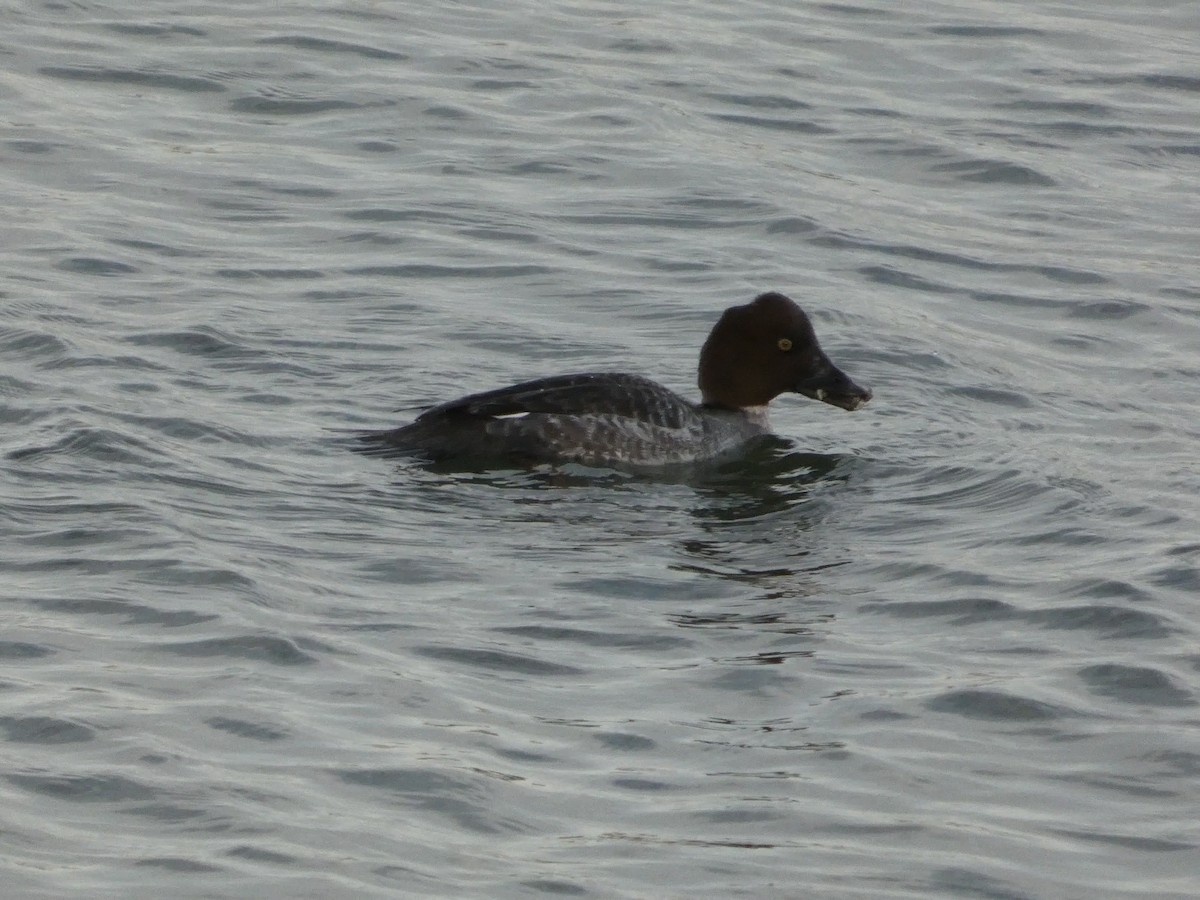 Common Goldeneye - ML628120516