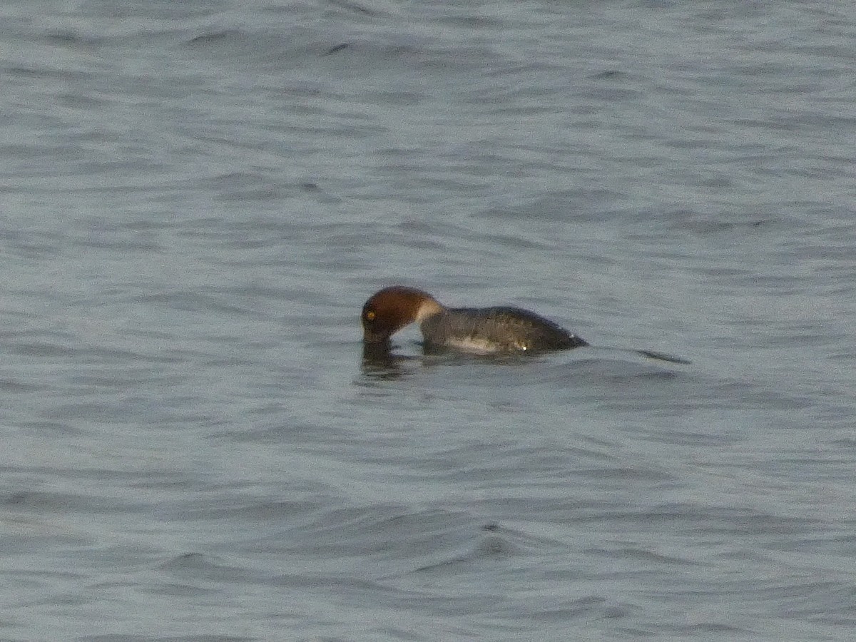 Common Goldeneye - ML628120518