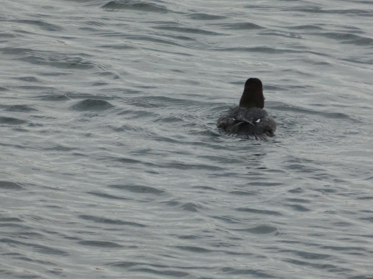 Common Goldeneye - ML628120520