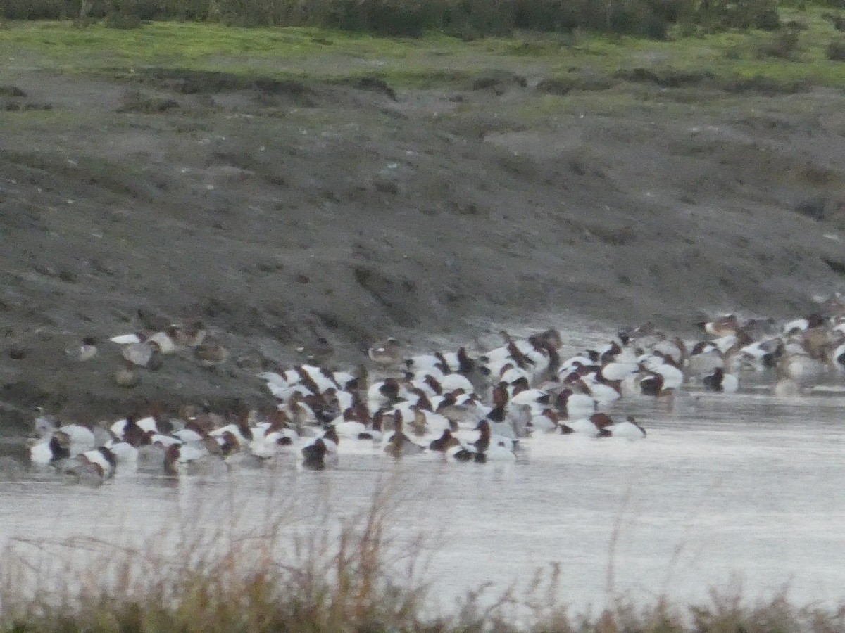 Canvasback - ML628120525