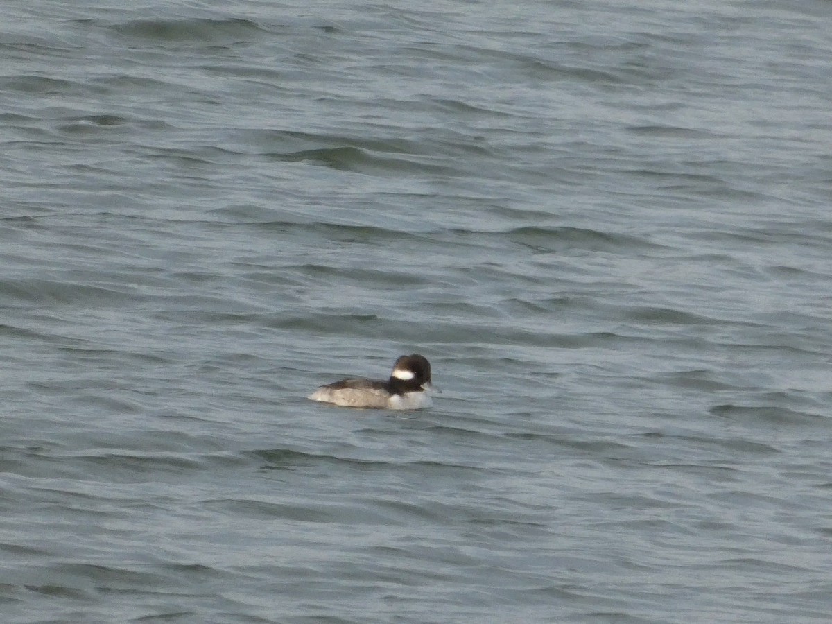 Bufflehead - ML628120535