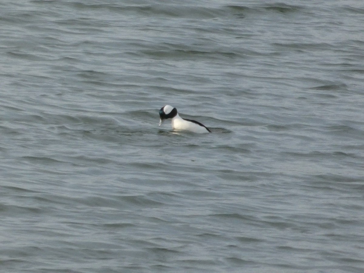 Bufflehead - ML628120536