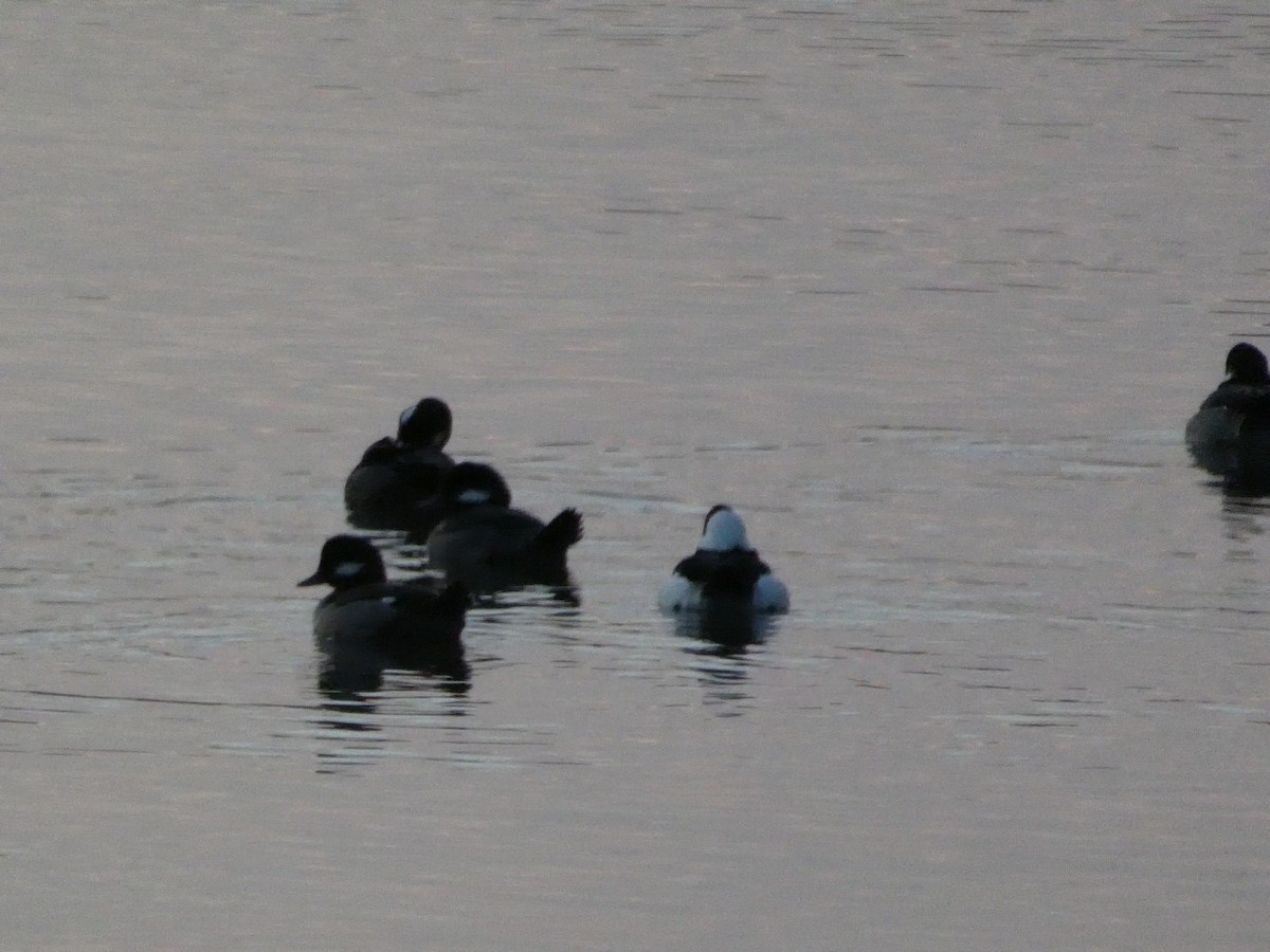 Bufflehead - ML628120537