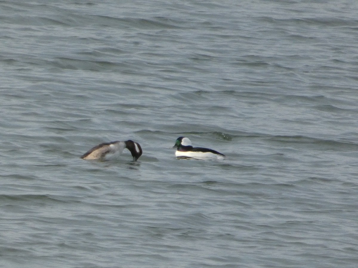 Bufflehead - ML628120538