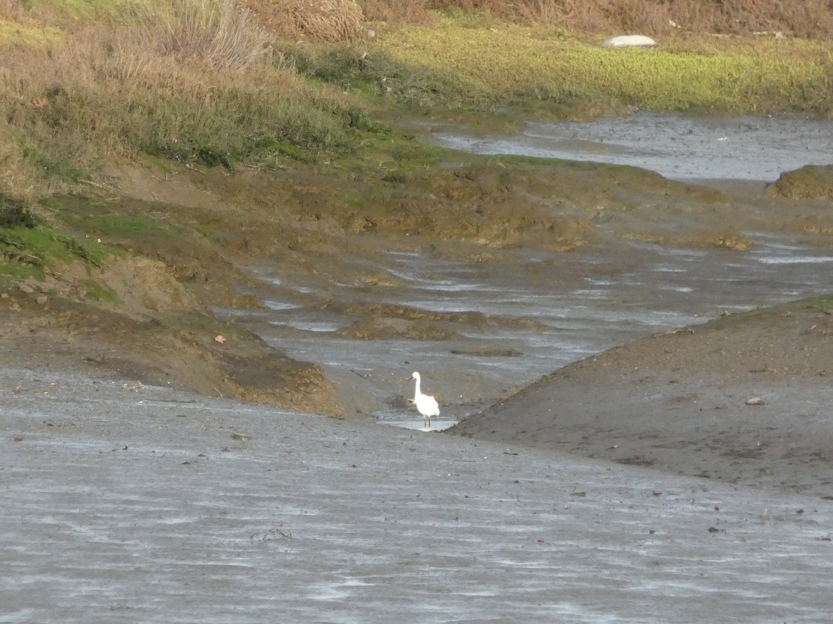 Snowy Egret - ML628120540