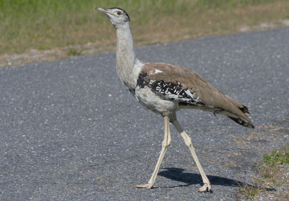 Australian Bustard - ML628120588