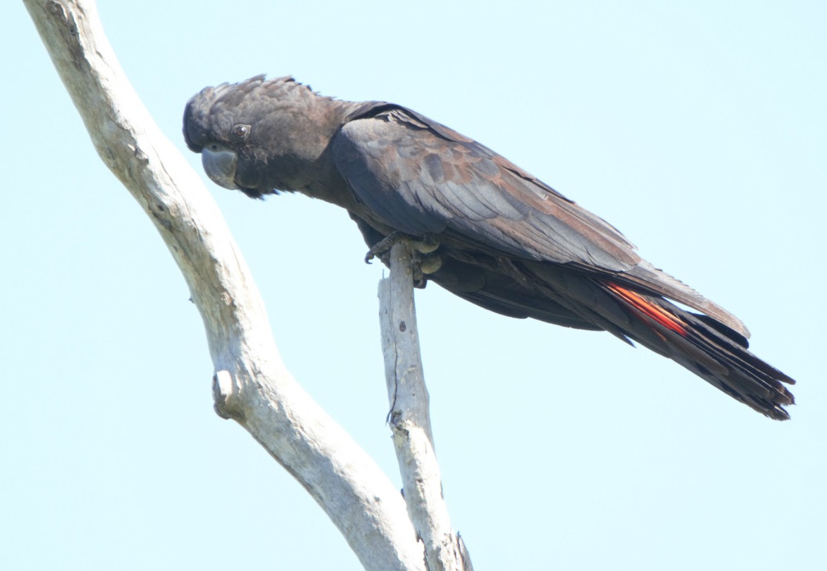 Red-tailed Black-Cockatoo - ML628120605