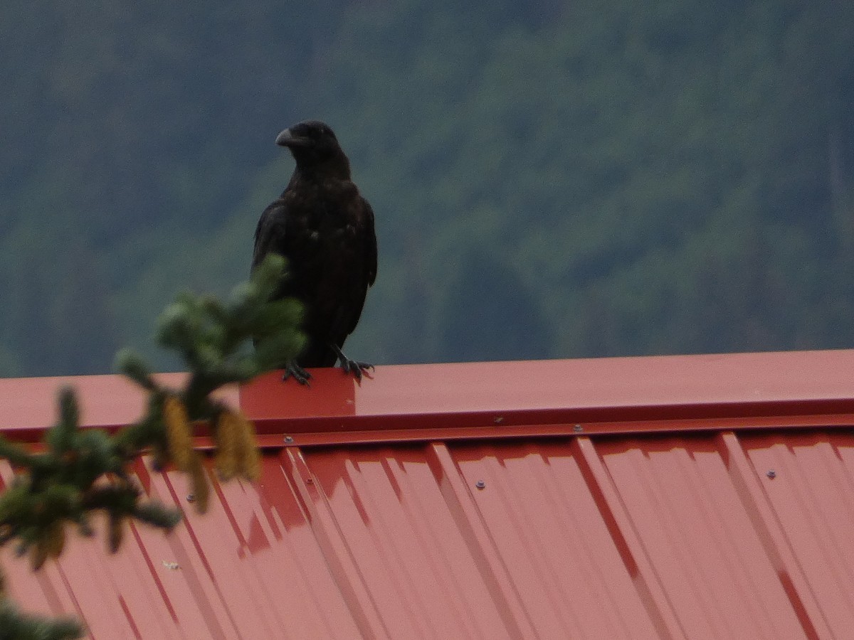 Common Raven - ML628120609