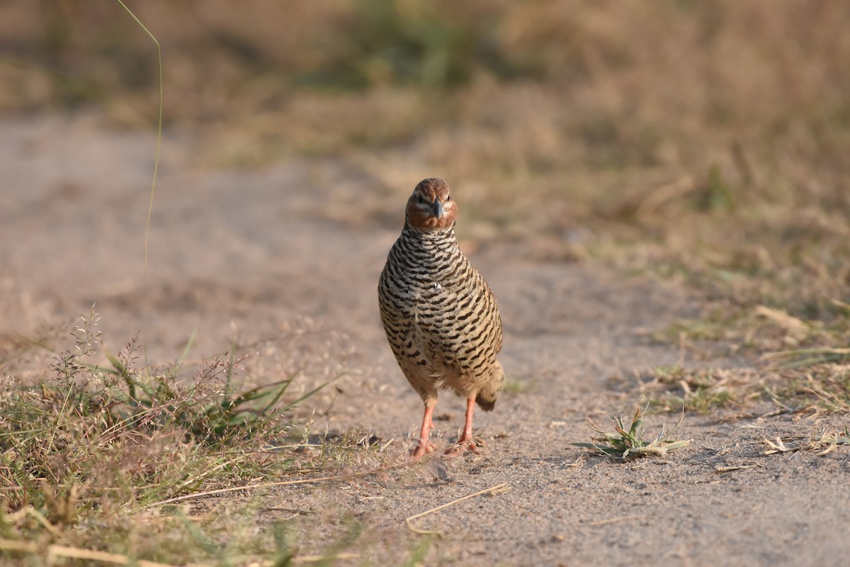 Perdicilla Argundá - ML628120663