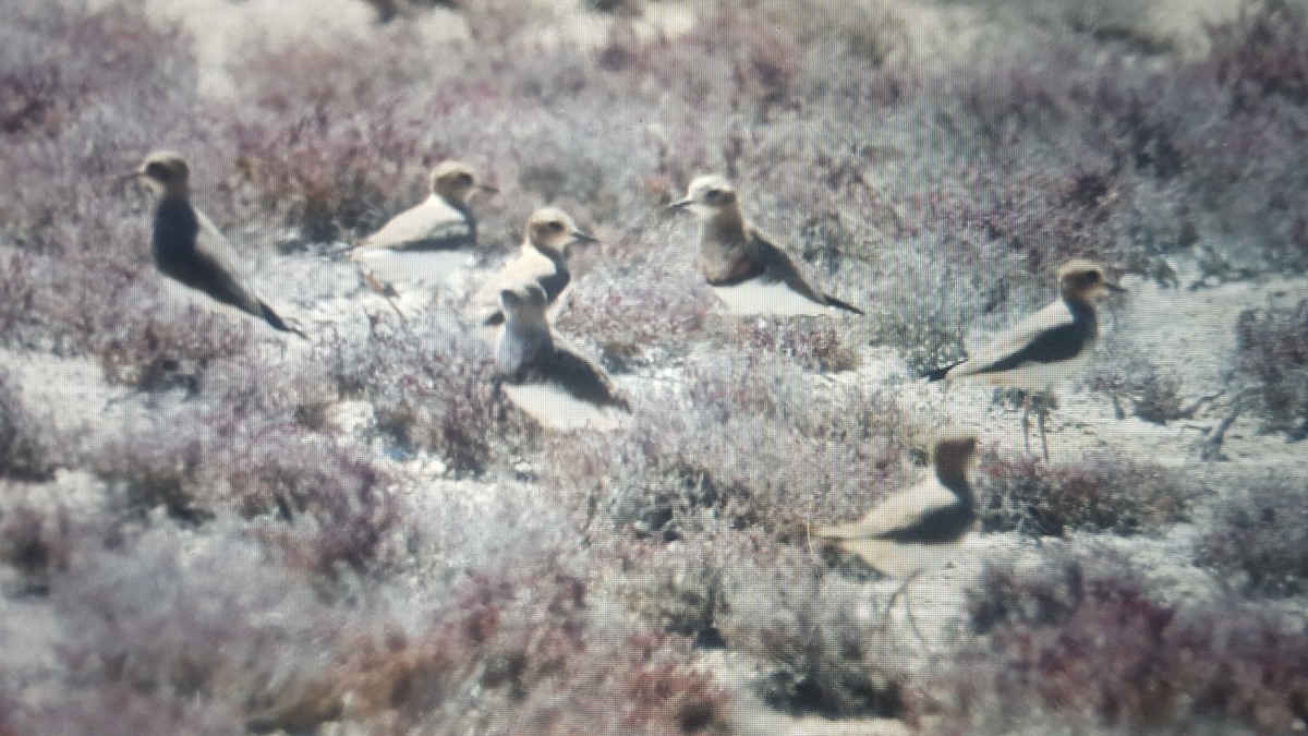 Oriental Plover - ML628120800