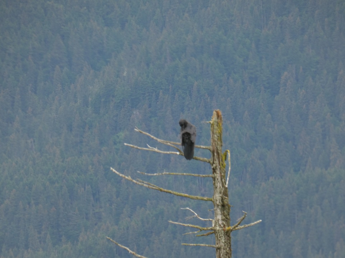 Common Raven - ML628120806