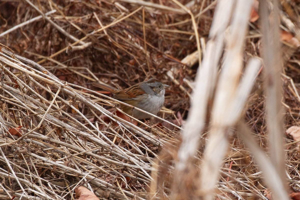 Swamp Sparrow - ML628120979