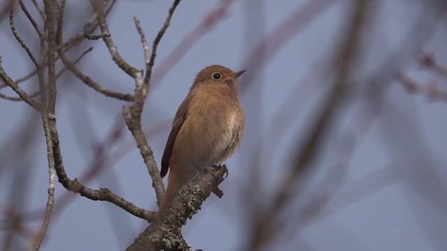 Daurian Redstart - ML628121148