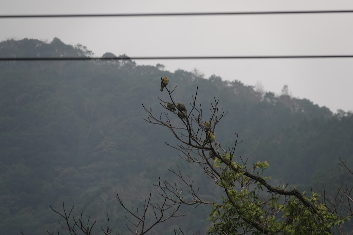 White-bellied Green-Pigeon - ML628121209