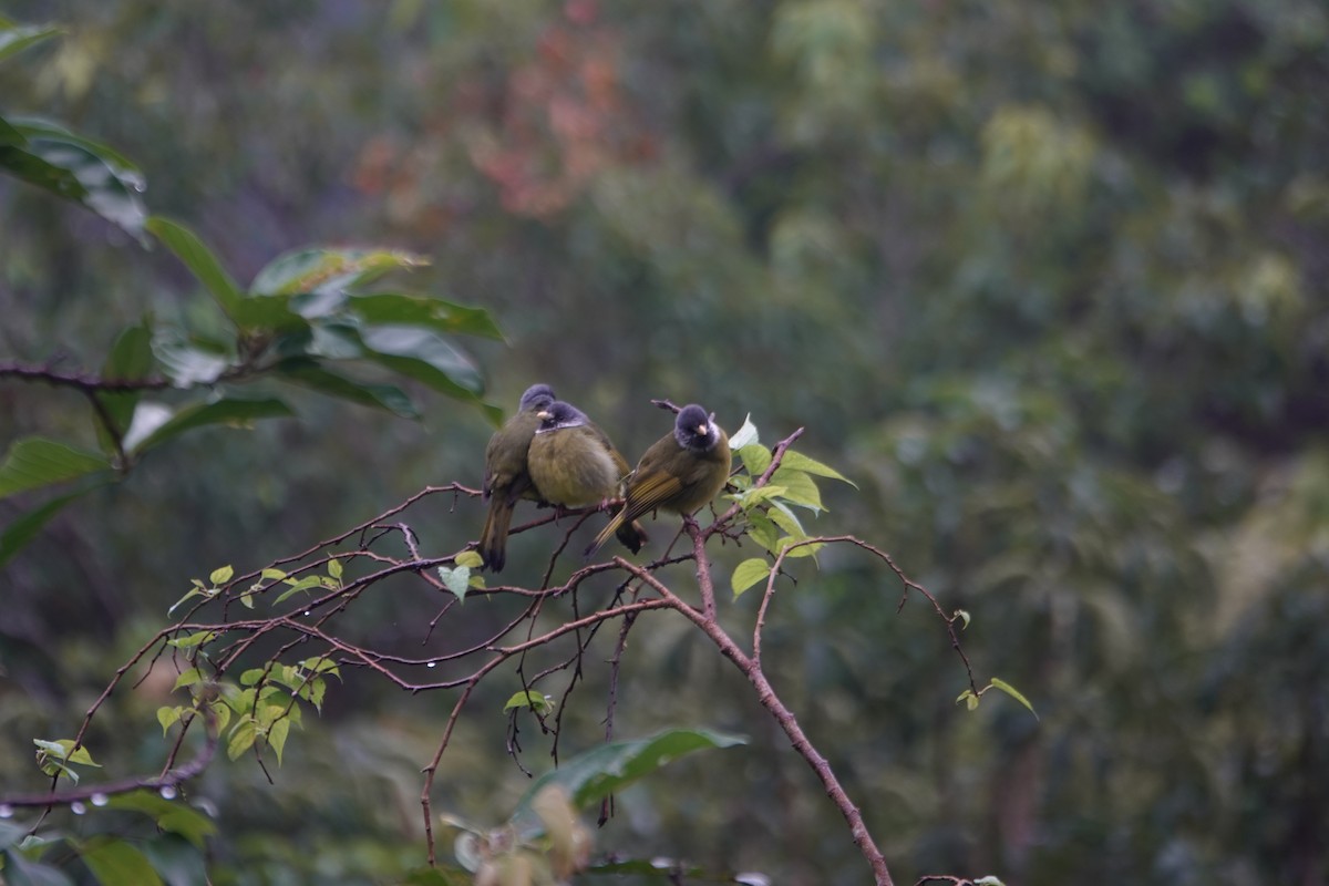 Collared Finchbill - ML628121218