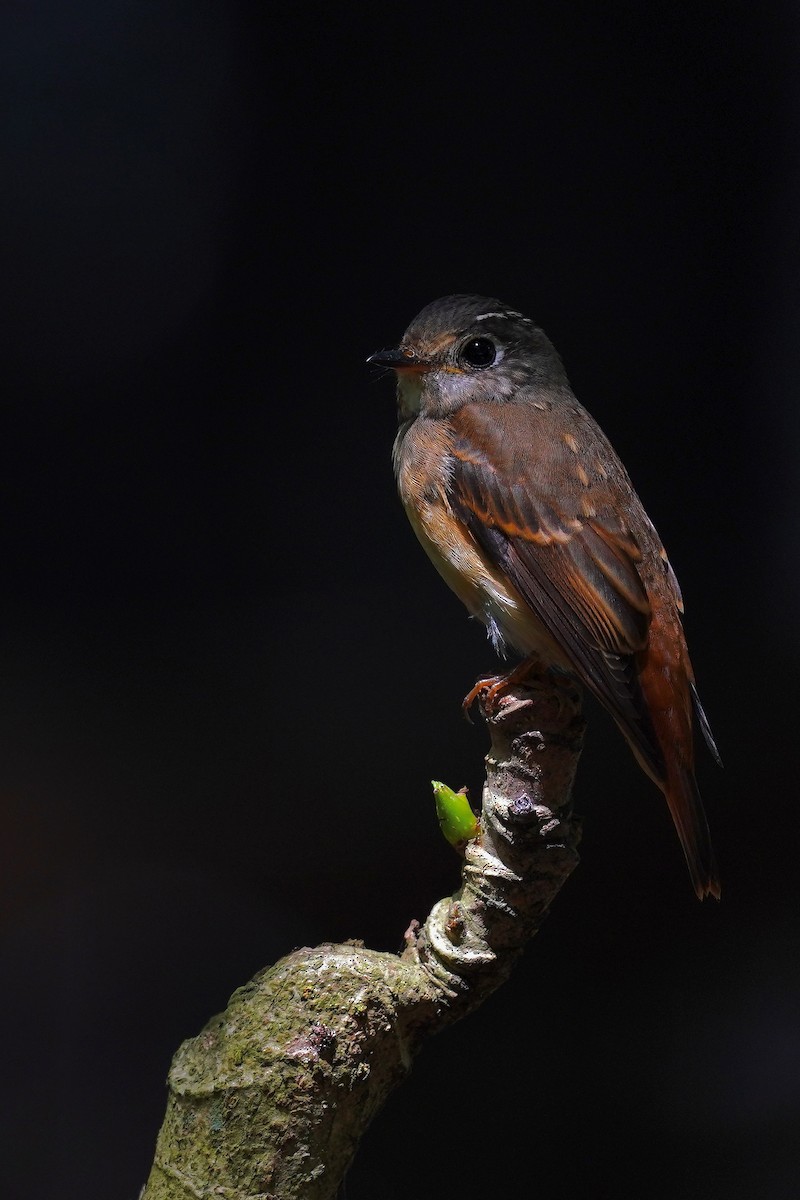 Ferruginous Flycatcher - ML628121435