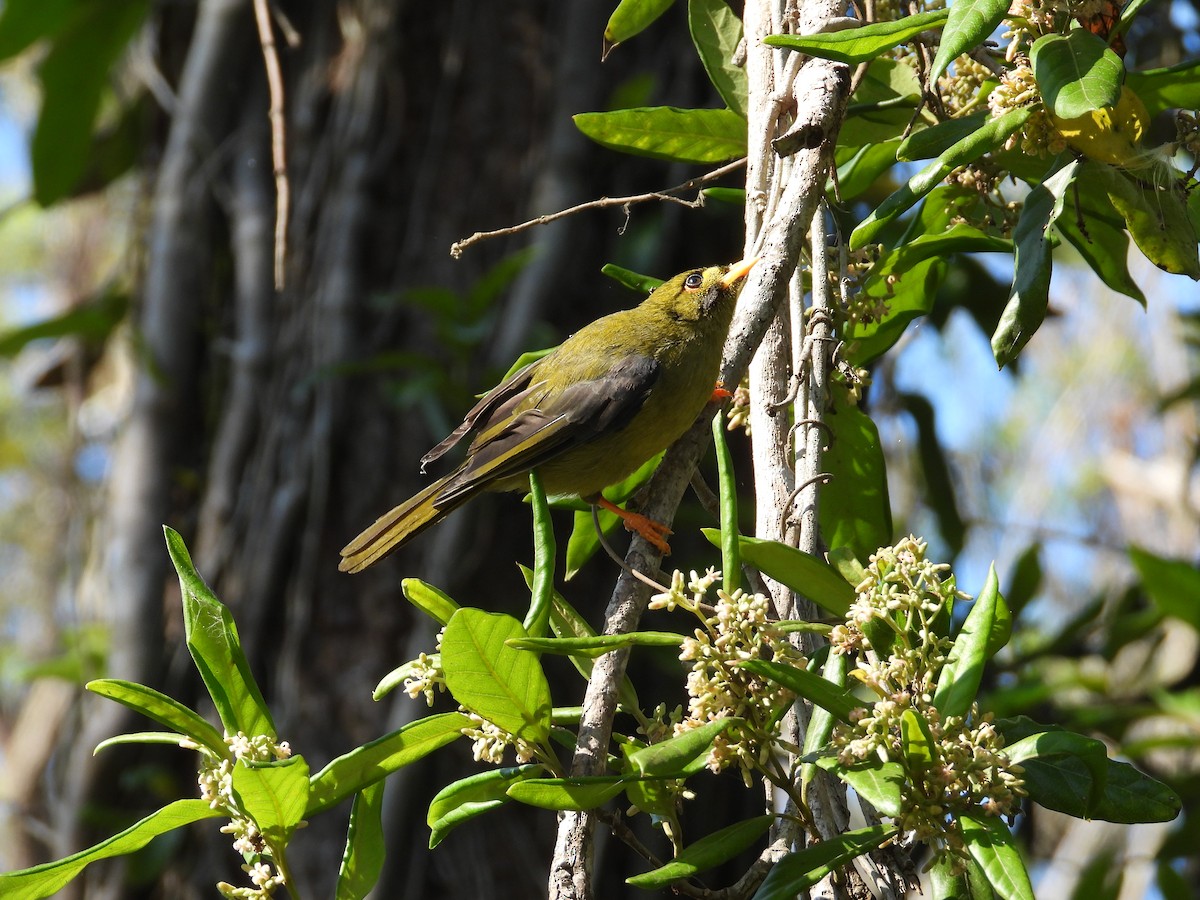 Bell Miner - ML628121500