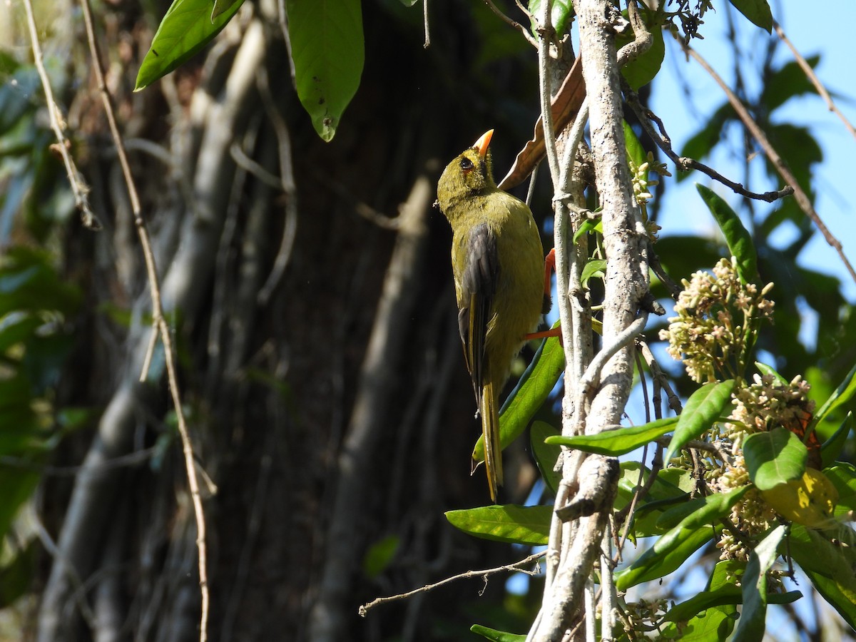 Bell Miner - ML628121501