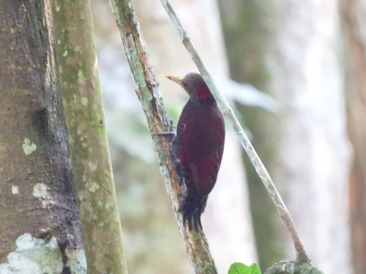 Maroon Woodpecker - ML628121772