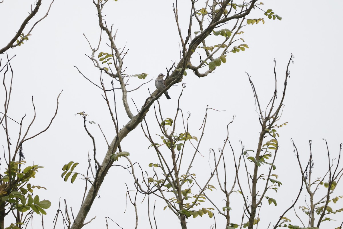 Birigarro hegalgorria - ML628121900