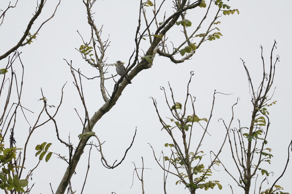 Birigarro hegalgorria - ML628121901