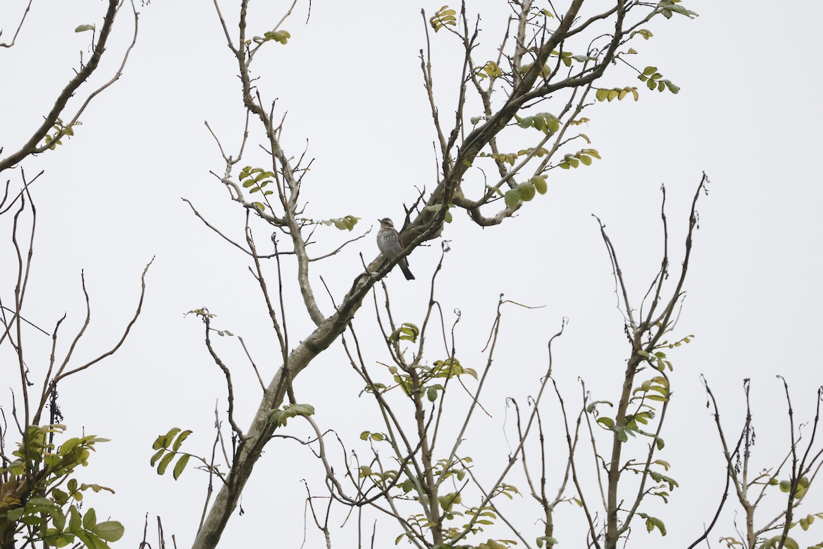 Birigarro hegalgorria - ML628121902