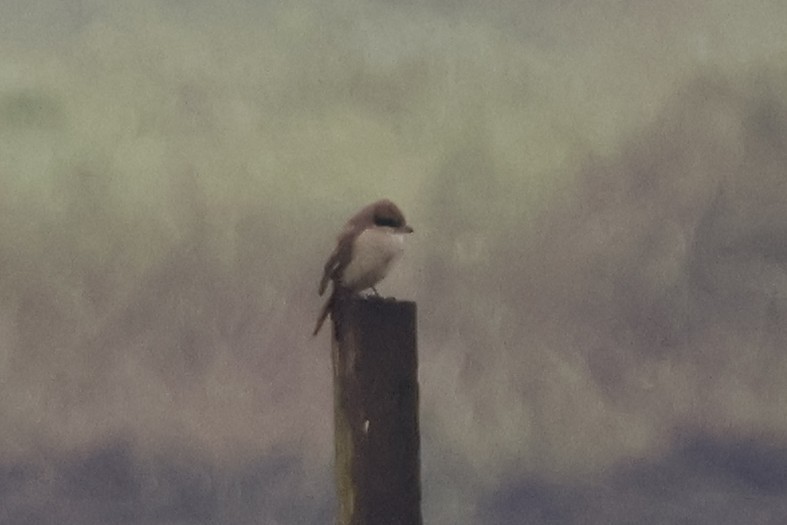 Brown Shrike - ML628121999