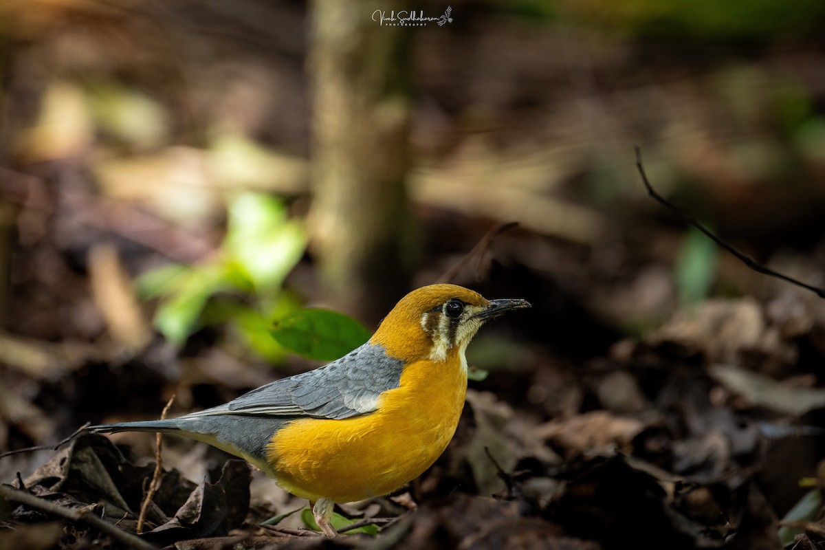 Orange-headed Thrush - ML628122243