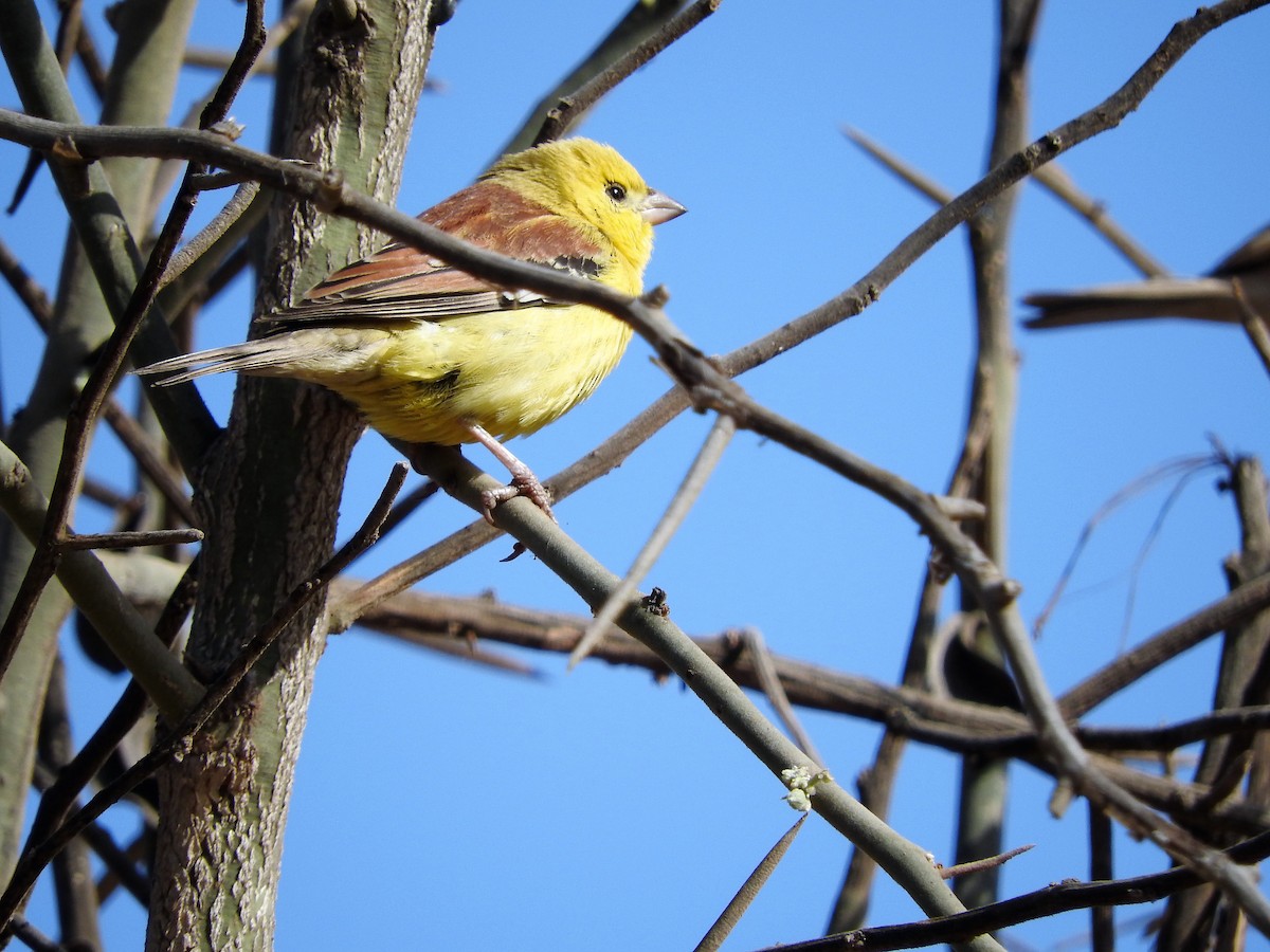 Sudan Golden Sparrow - ML628122359